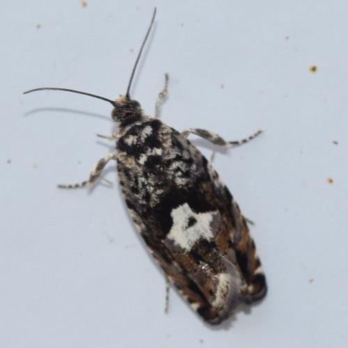 Pammene argyrana